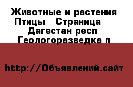 Животные и растения Птицы - Страница 2 . Дагестан респ.,Геологоразведка п.